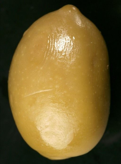 Leggende vecchianesi 4 - L