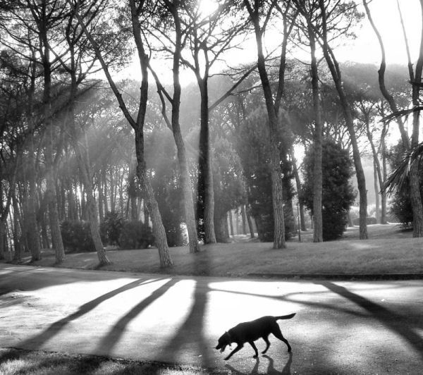 Il cane di Forte dei Marmi - Foto-raccontino 4