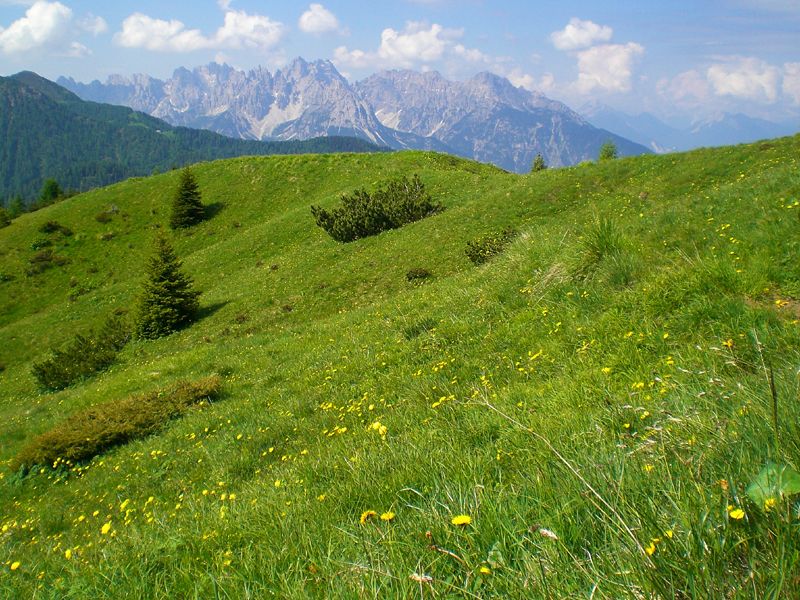 Verde dei prati nera zolla