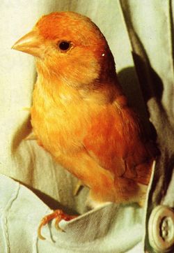 Lotte Zffiro - Uccellino bagnato