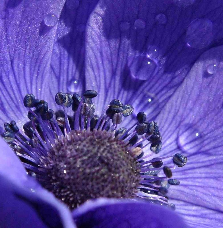 Anemone - Cardiodramma 3